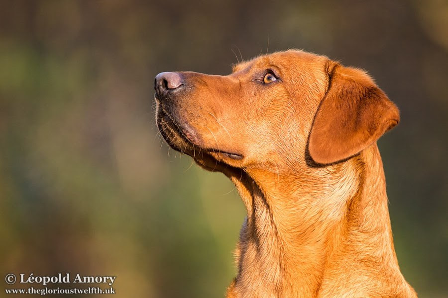 portee labradors 2026